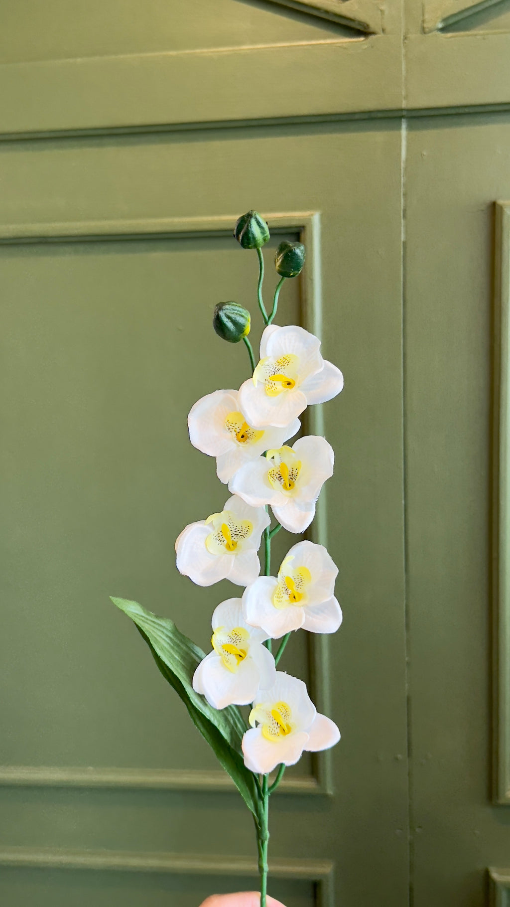 Mini orquídeas