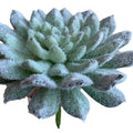 PICK DE SUCULENTA VERDE BCO