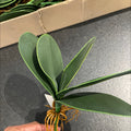 HOJA DE ORQUIDEA