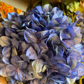 HORTENSIA GRANDE AZUL MARINO