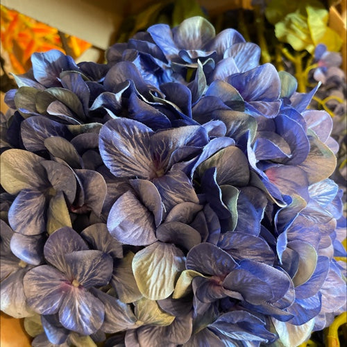 HORTENSIA GRANDE AZUL MARINO