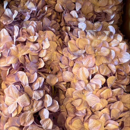VARA DE HORTENSIA LAVANDA