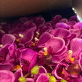 VARA DE ORQUIDEA MORADA
