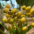 VARA DE BERRY VERDE