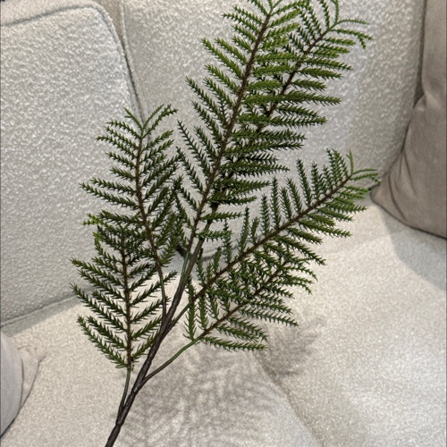 HOJA DE CIPRES VERDE
