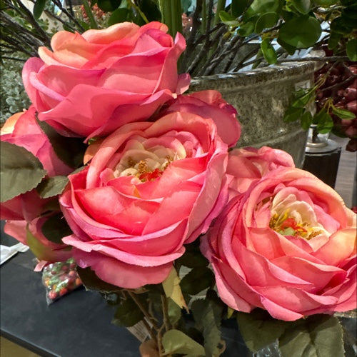 ROSA INGLESA FUCSIA