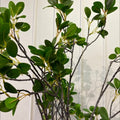 RAMO DE JASMIN X12 VERDE