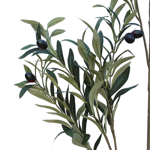 ARBOL DE OLIVO A240
