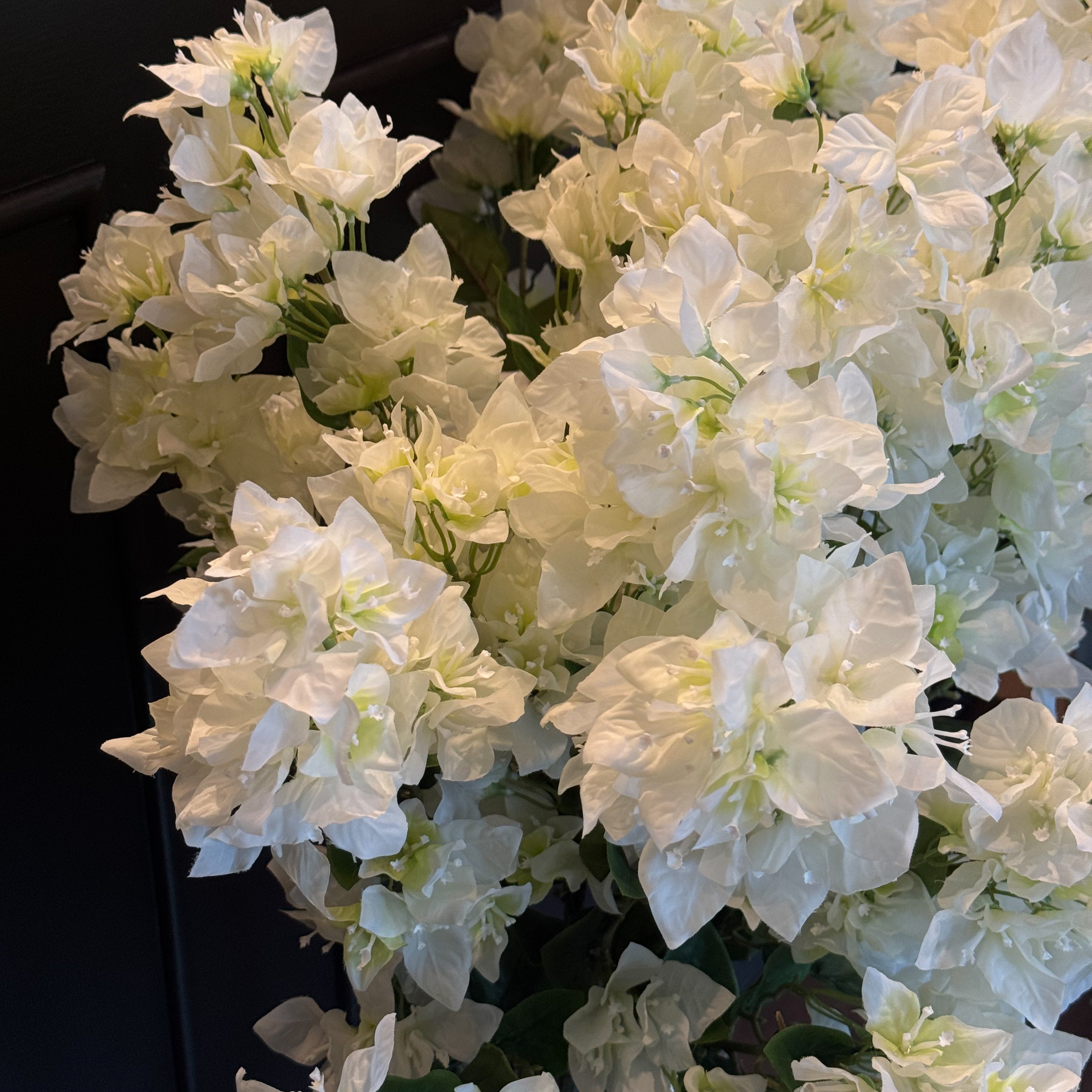 BUGANVILIA BLANCO
