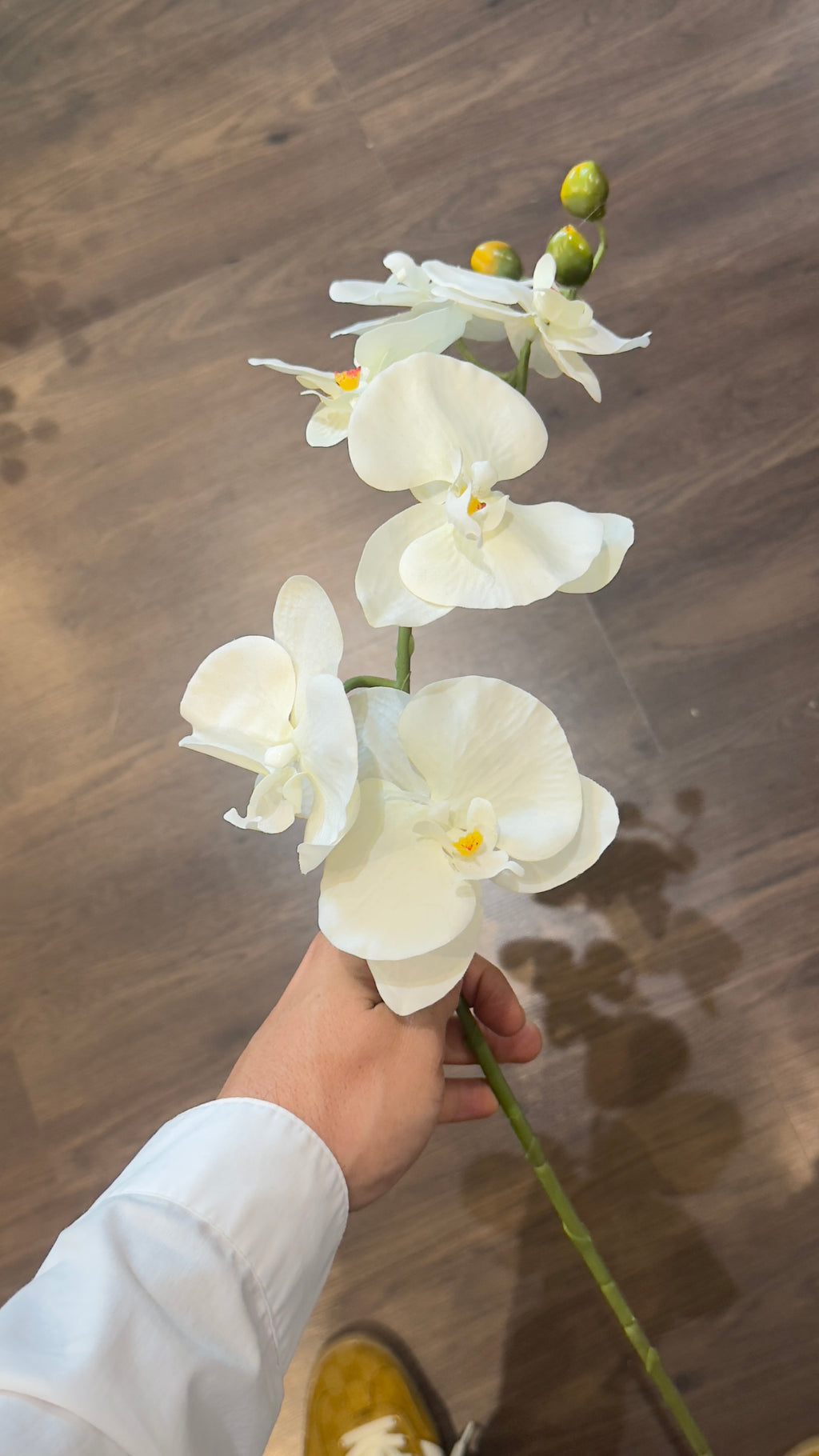 VARA DE ORQUÍDEAS MEDIANA