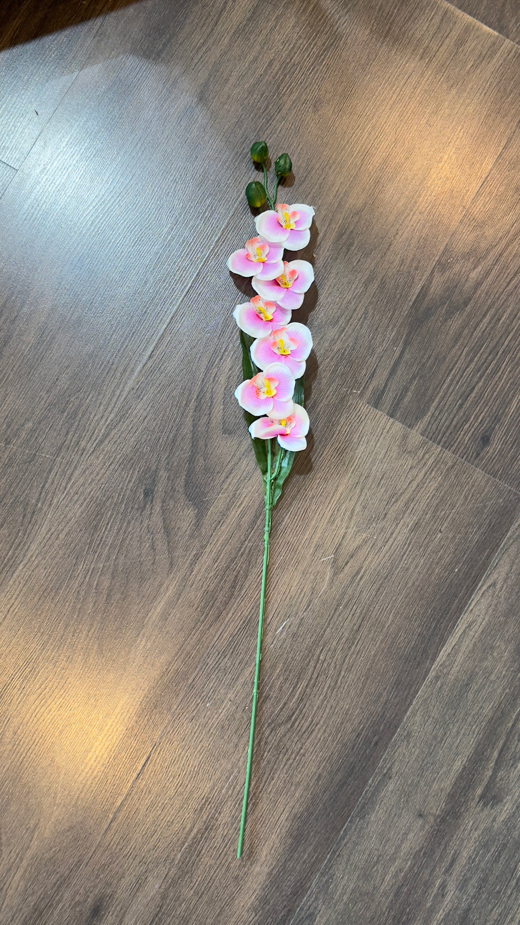Mini orquídeas