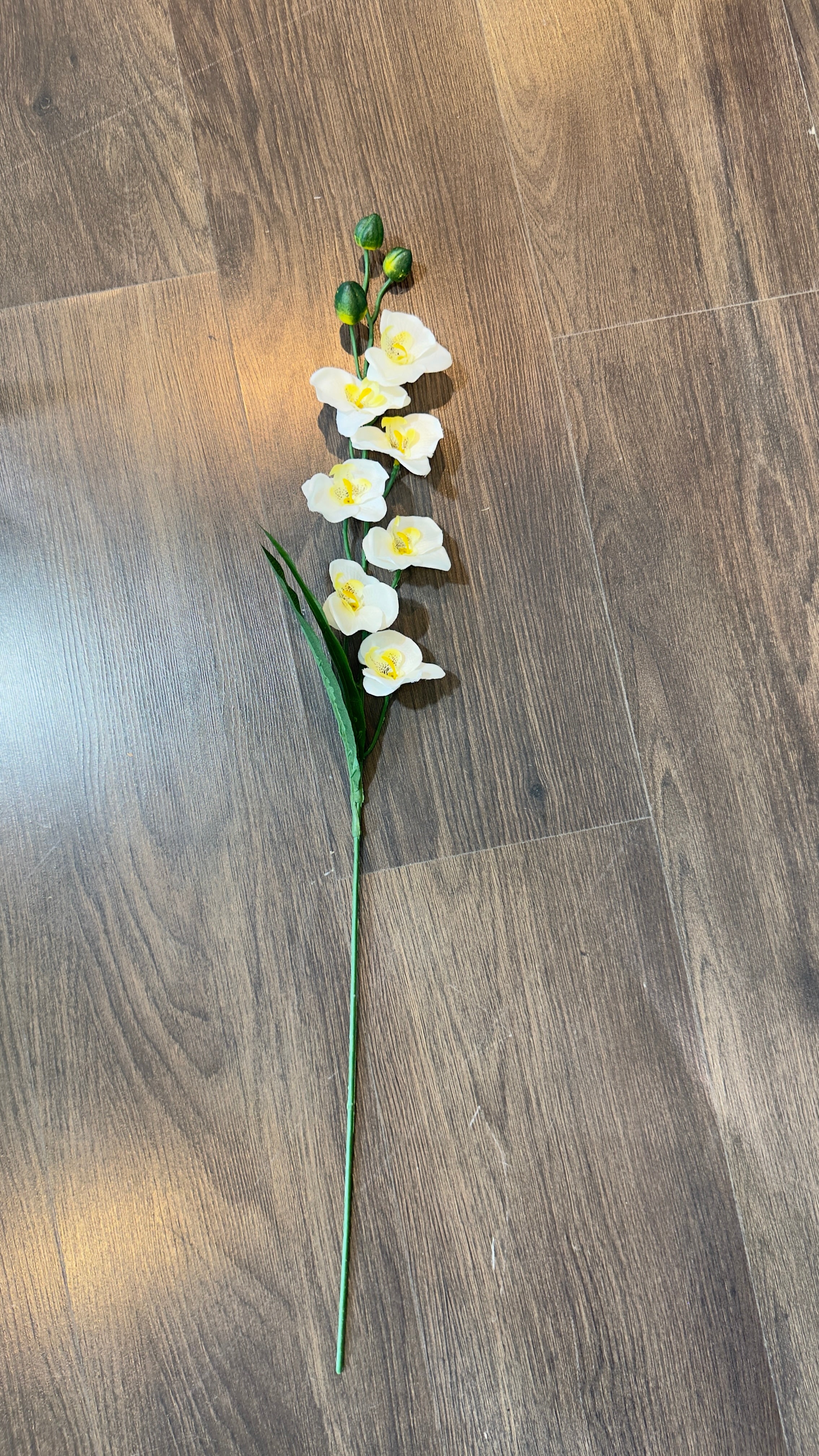 Mini orquídeas