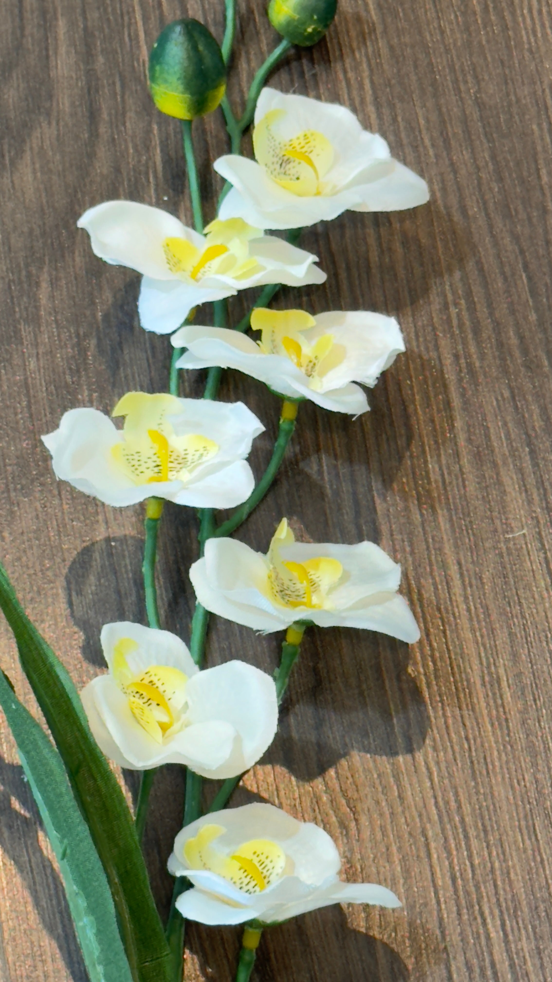 Mini orquídeas