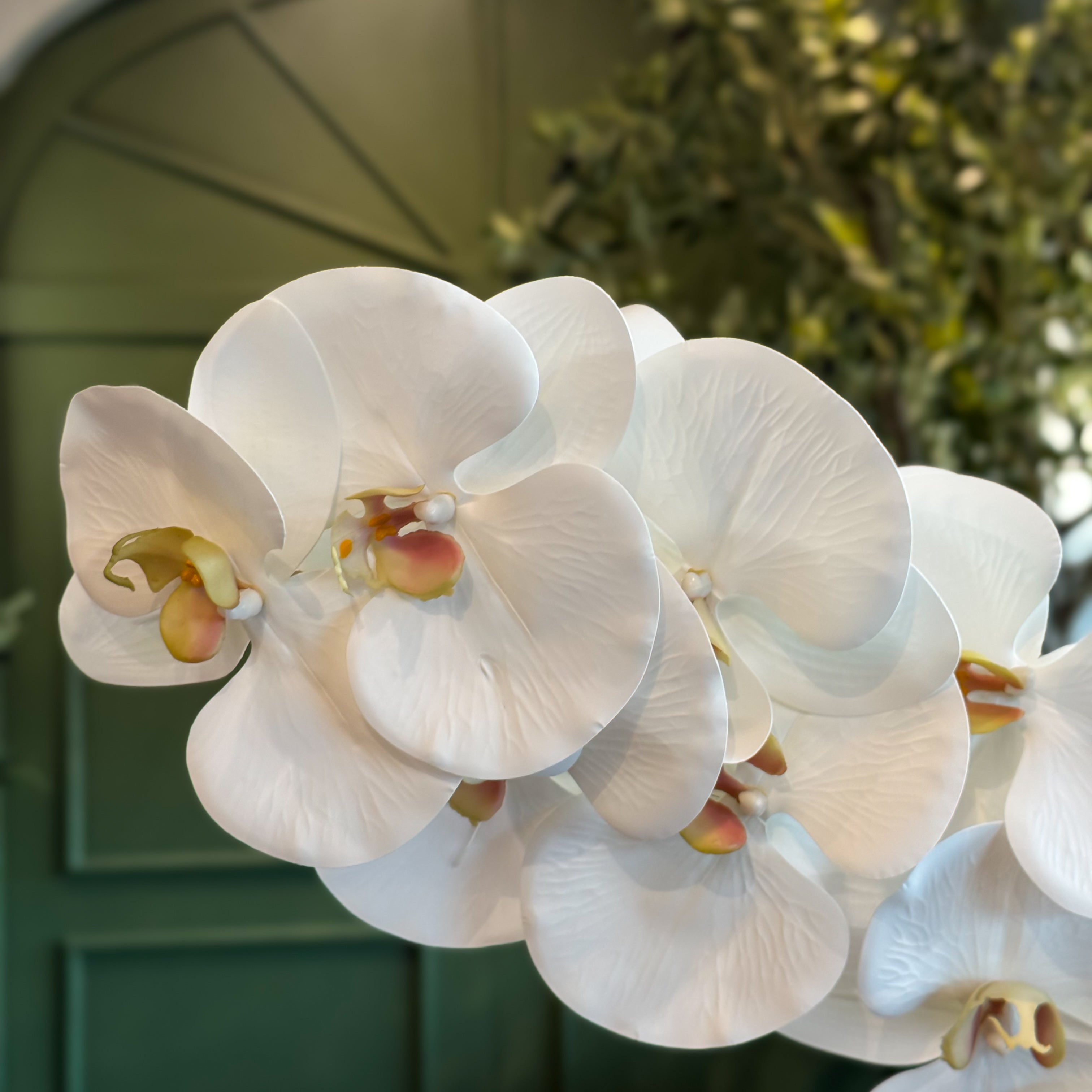 VARA DE ORQUIDEA BLANCO