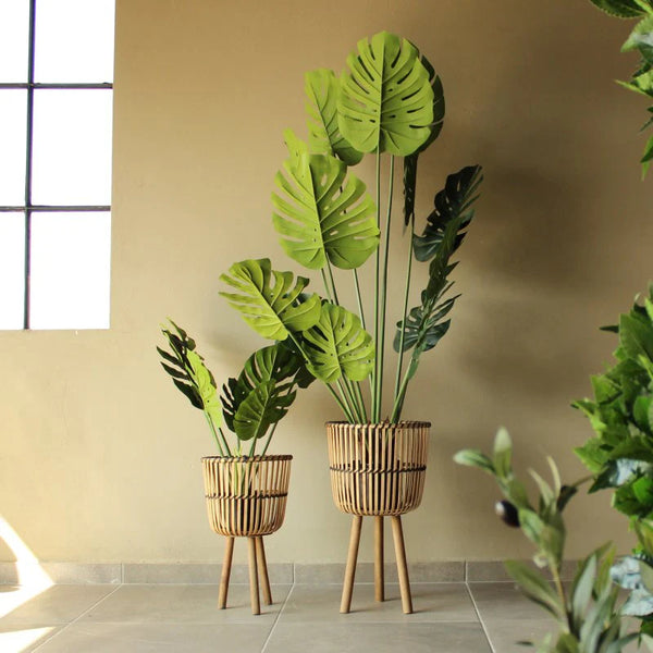 MONSTERA A100