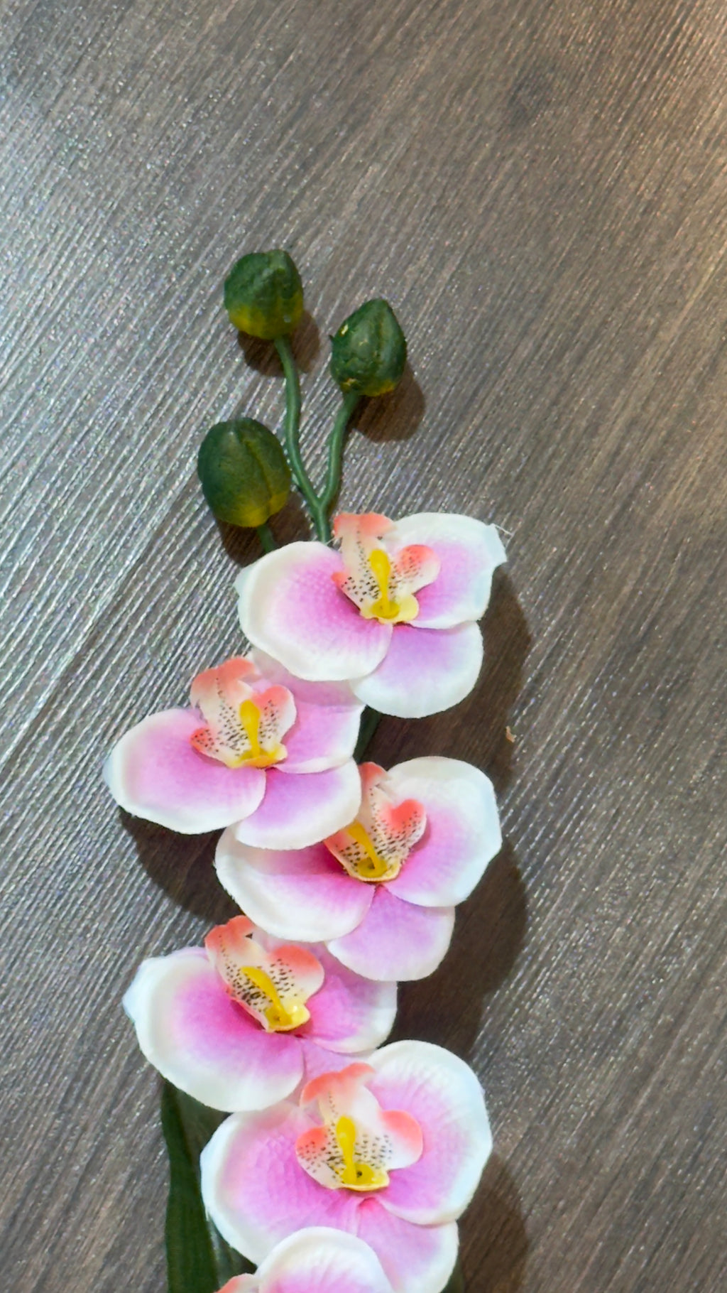 Mini orquídeas