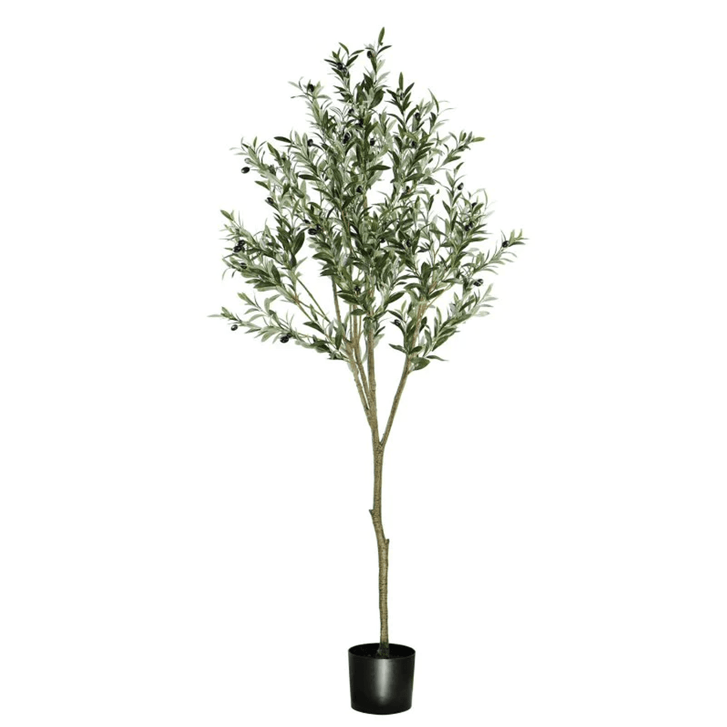 ARBOL DE OLVIO A180