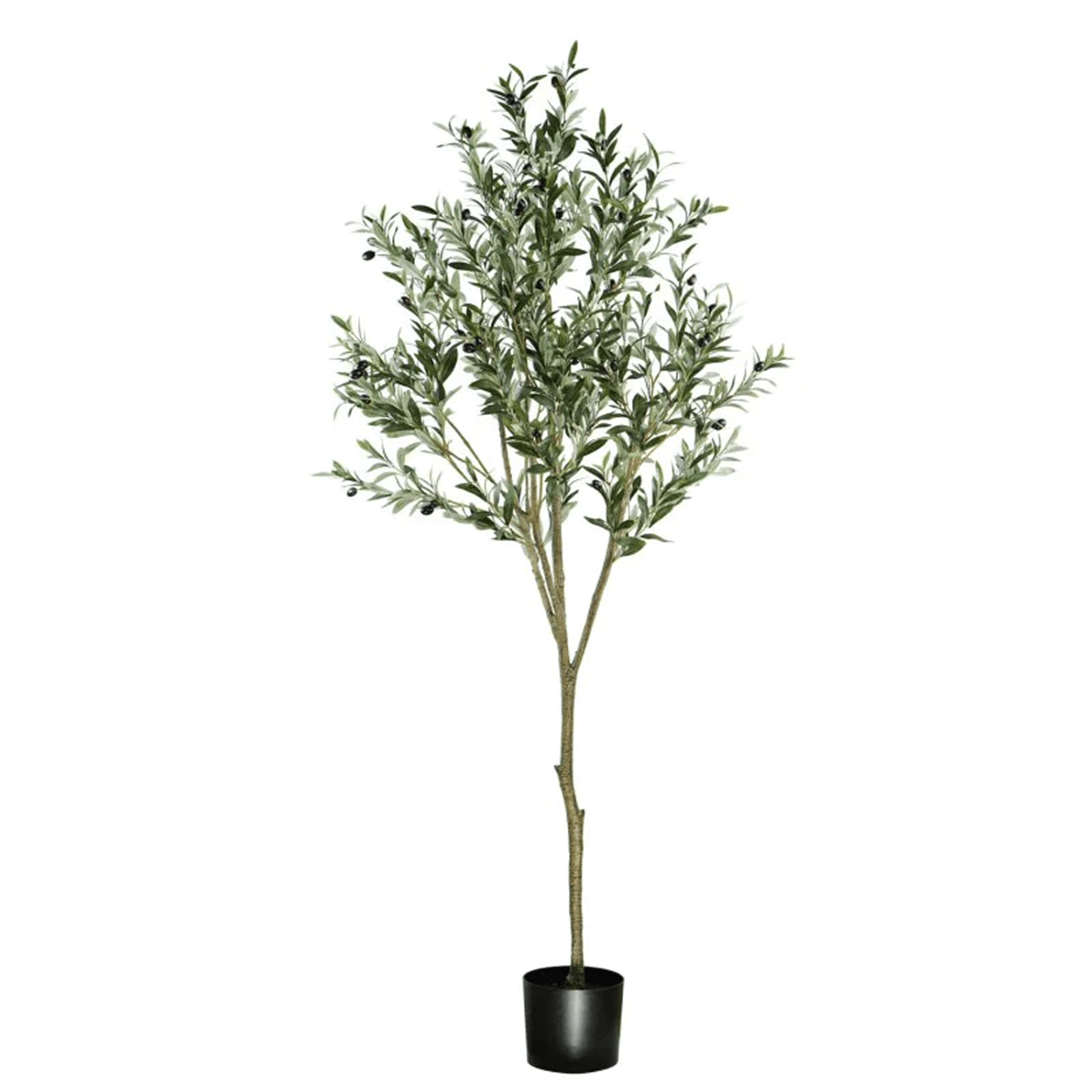 ARBOL DE OLVIO A180