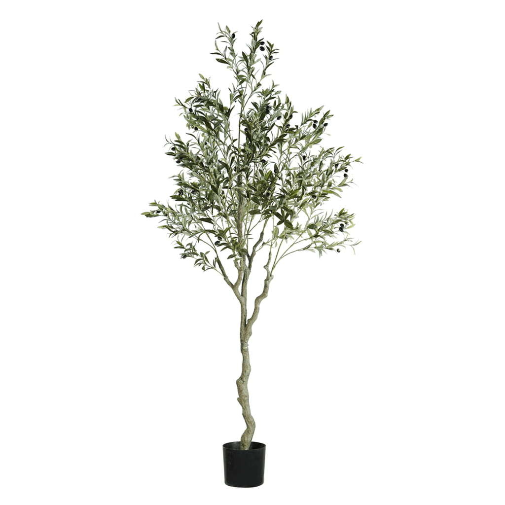 ARBOL DE OLIVO A210