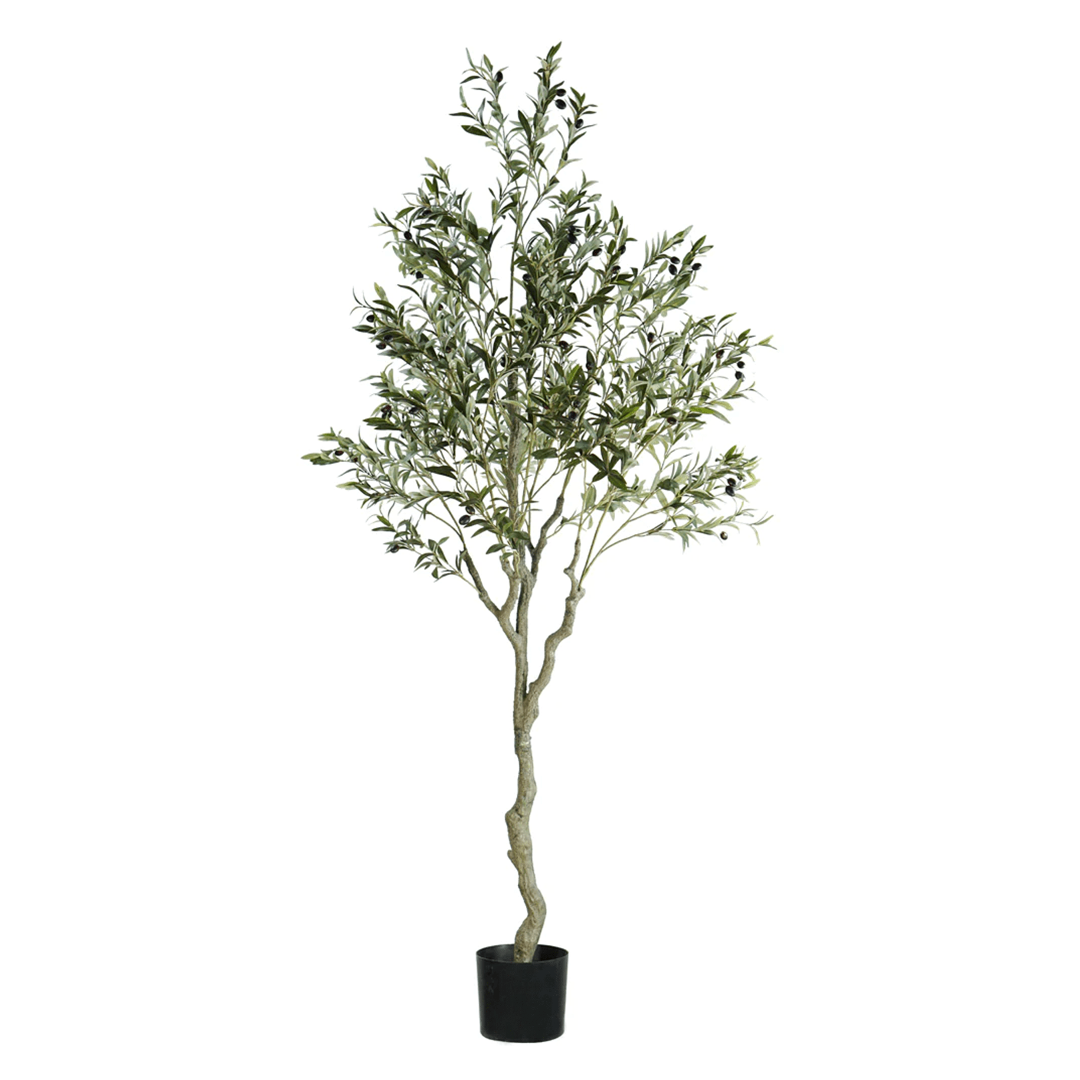 ARBOL DE OLIVO A210