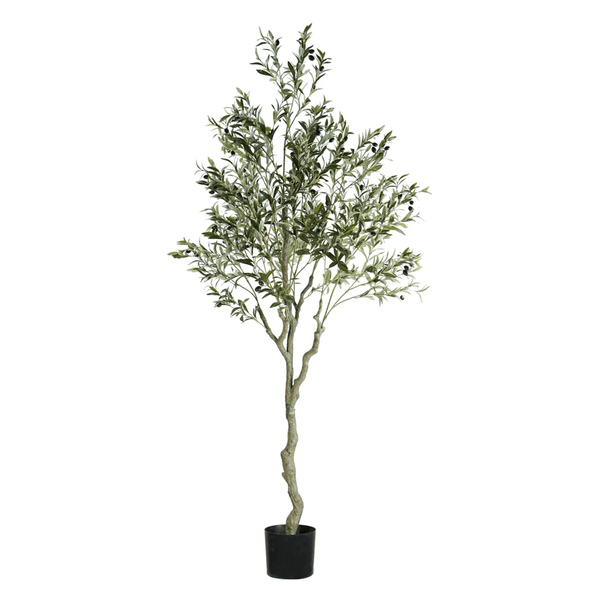 ARBOL DE OLIVO A210