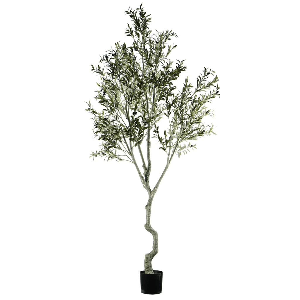 ARBOL DE OLIVO A240