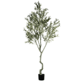 ARBOL DE OLIVO A240