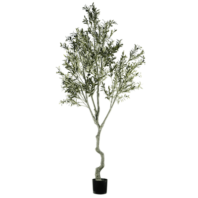 ARBOL DE OLIVO A240
