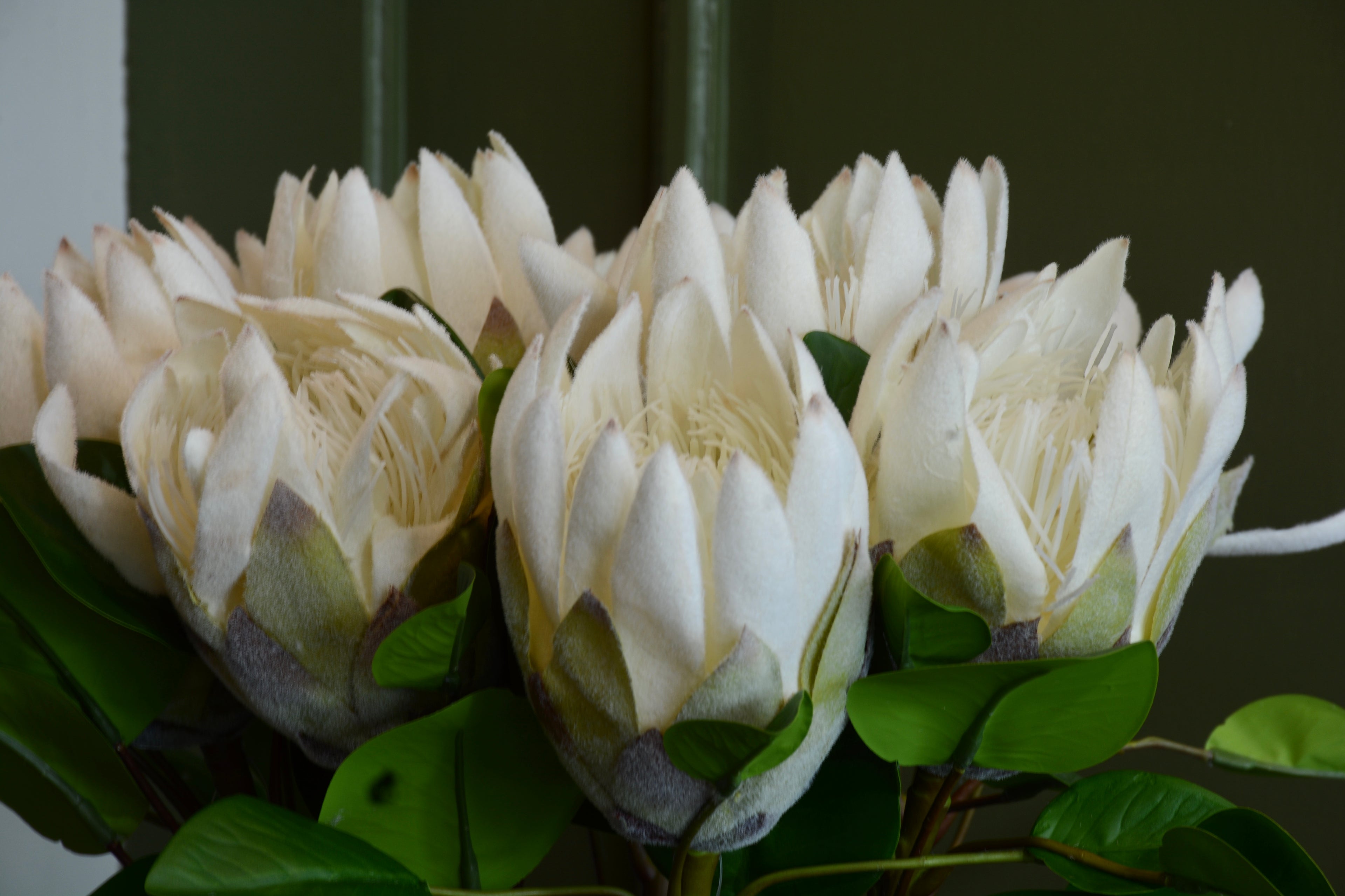 PROTEA REY BLANCA