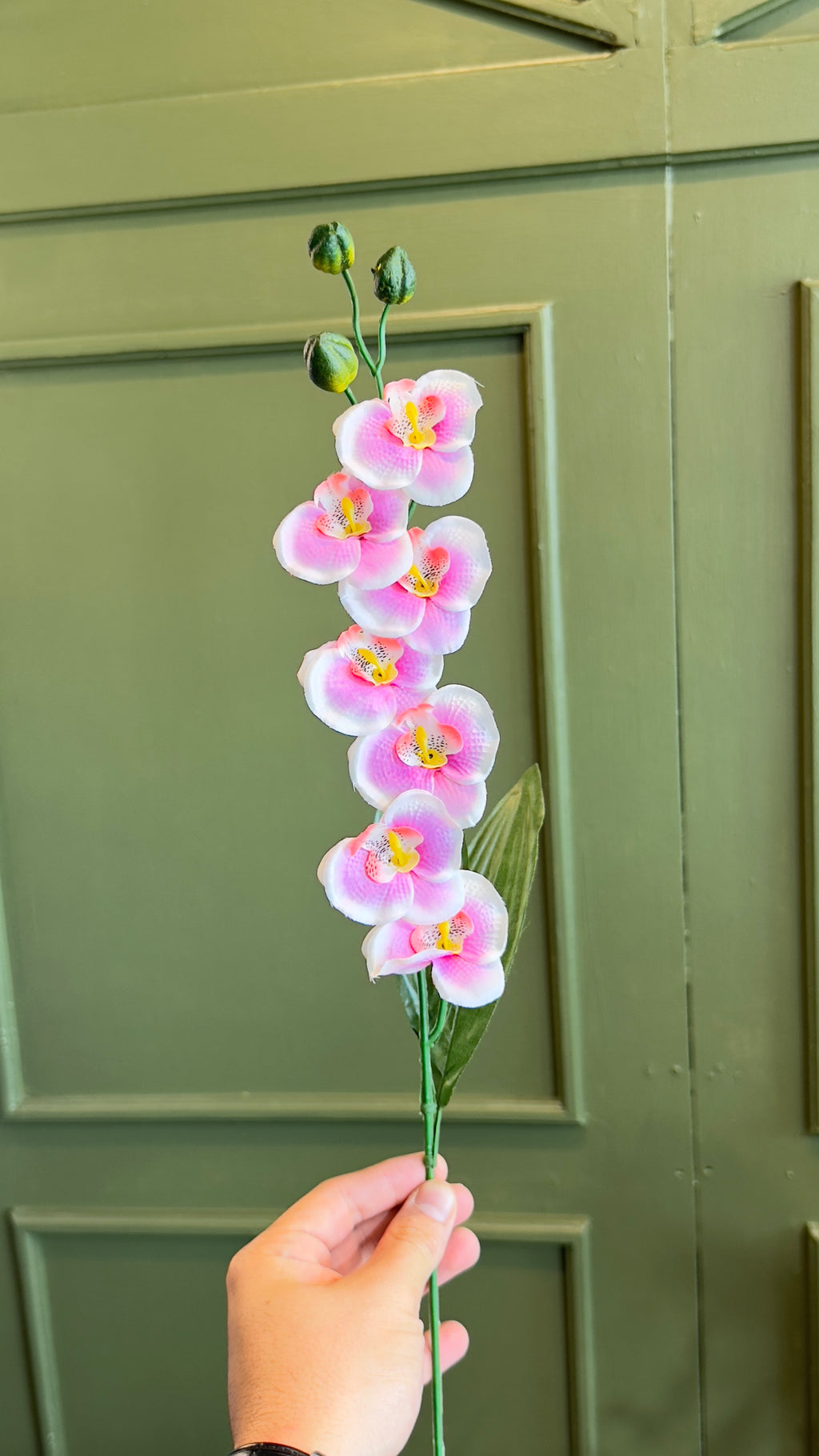 Mini orquídeas