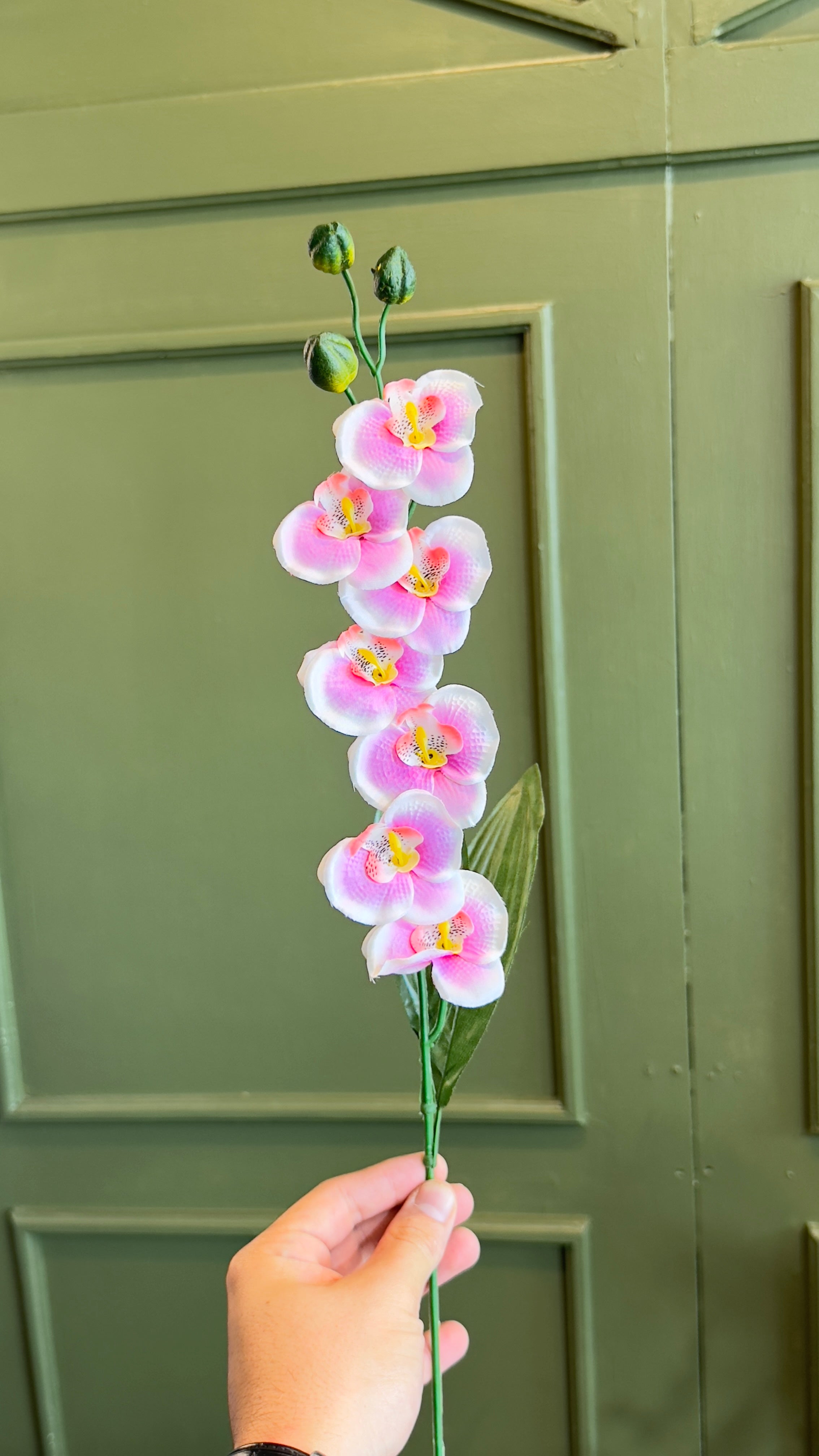 Mini orquídeas