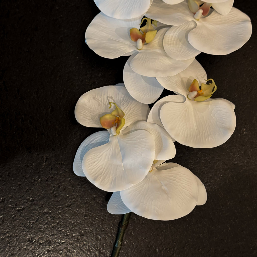 VARA DE ORQUIDEA BLANCO