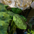 Vara de Nelumbo