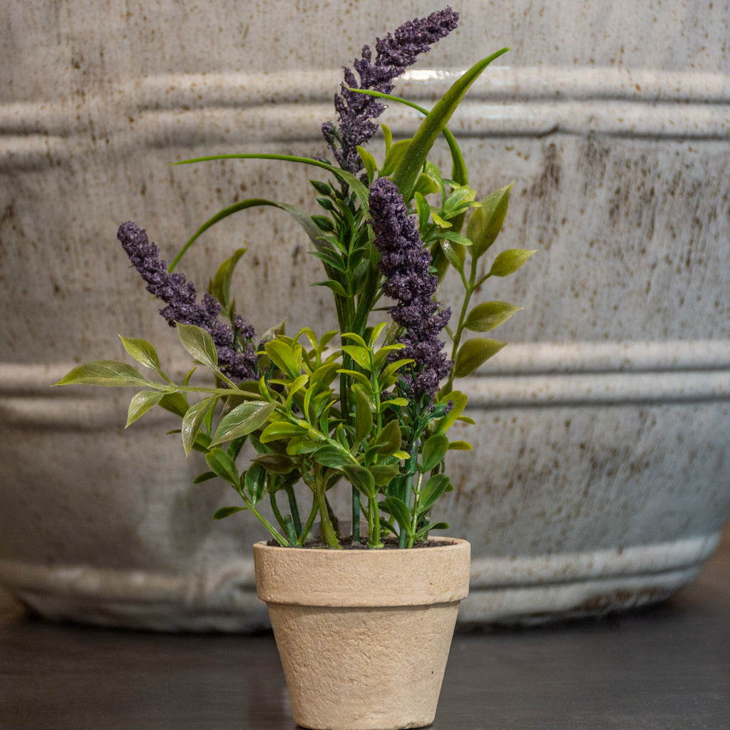 MACETA LAVANDA DK