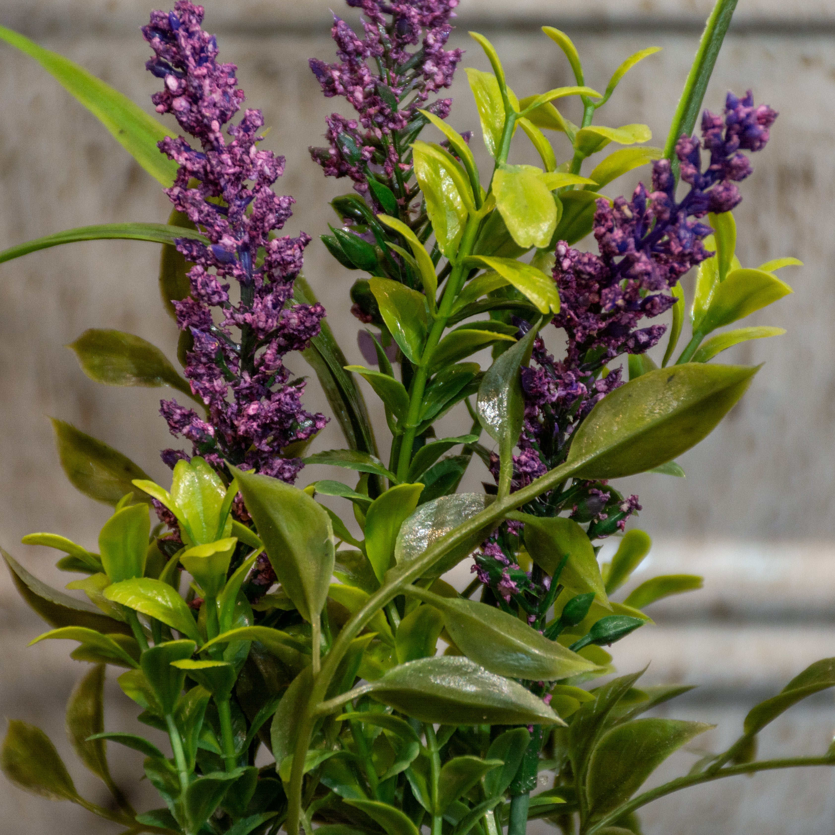 MACETA LAVANDA