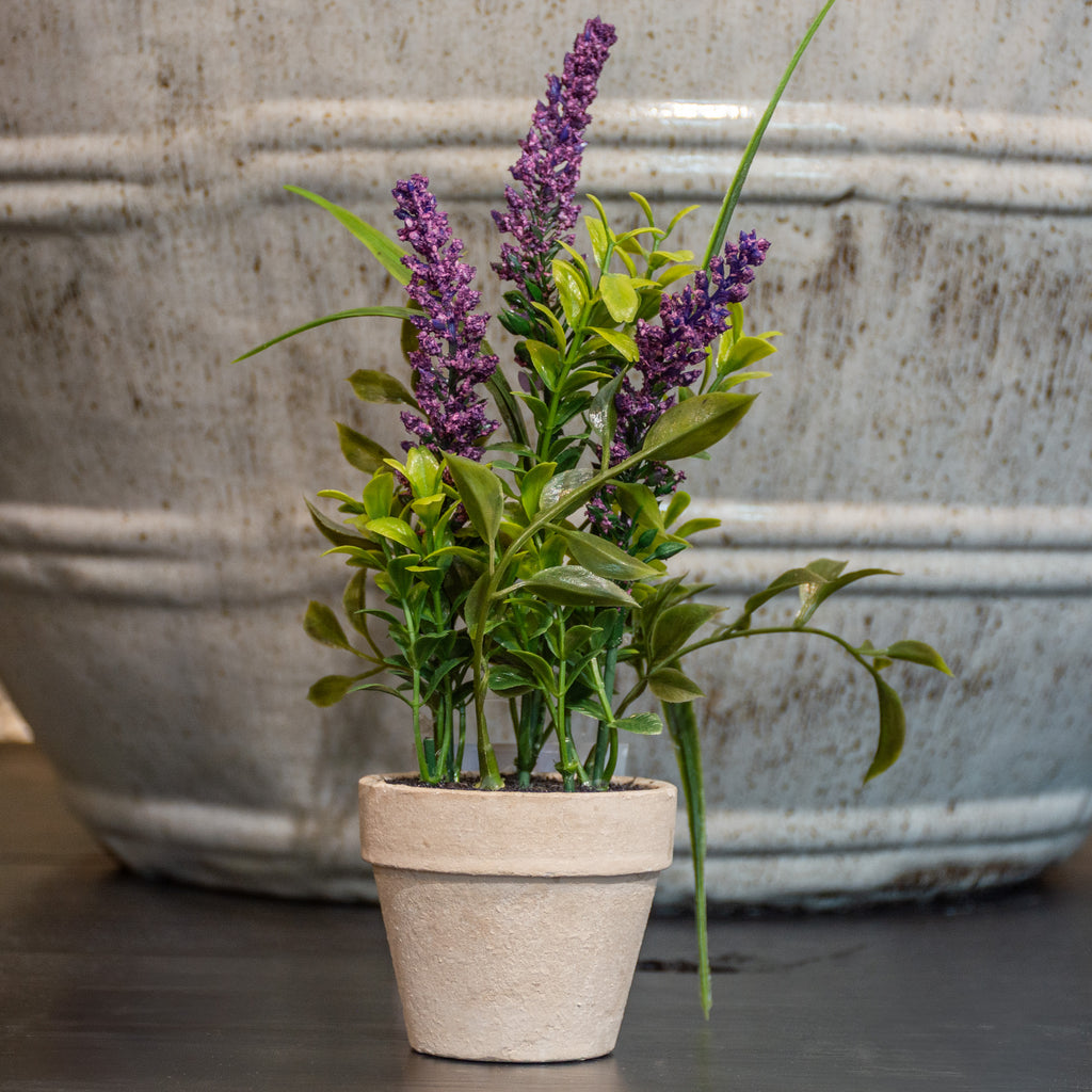MACETA LAVANDA