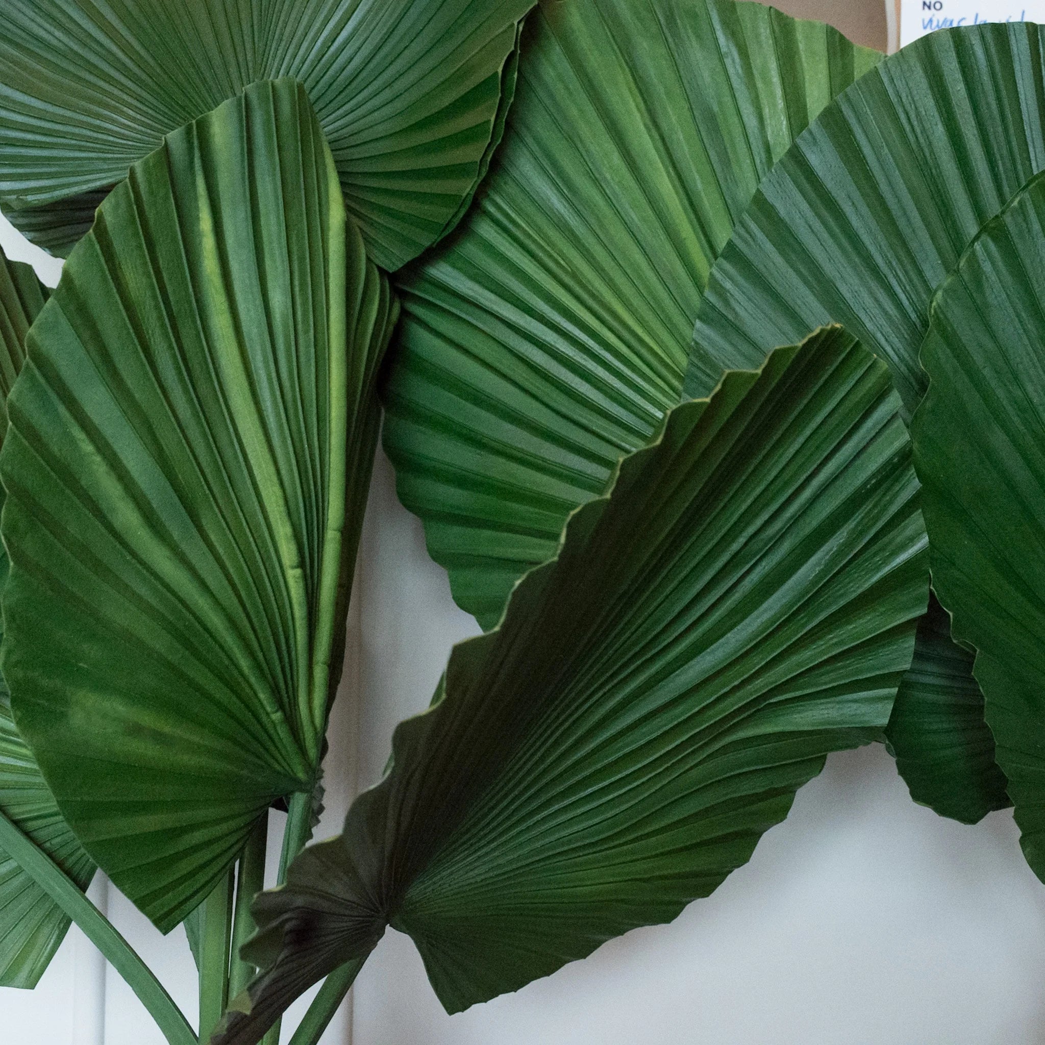HOJA PALMA LIVISTONA VERDE