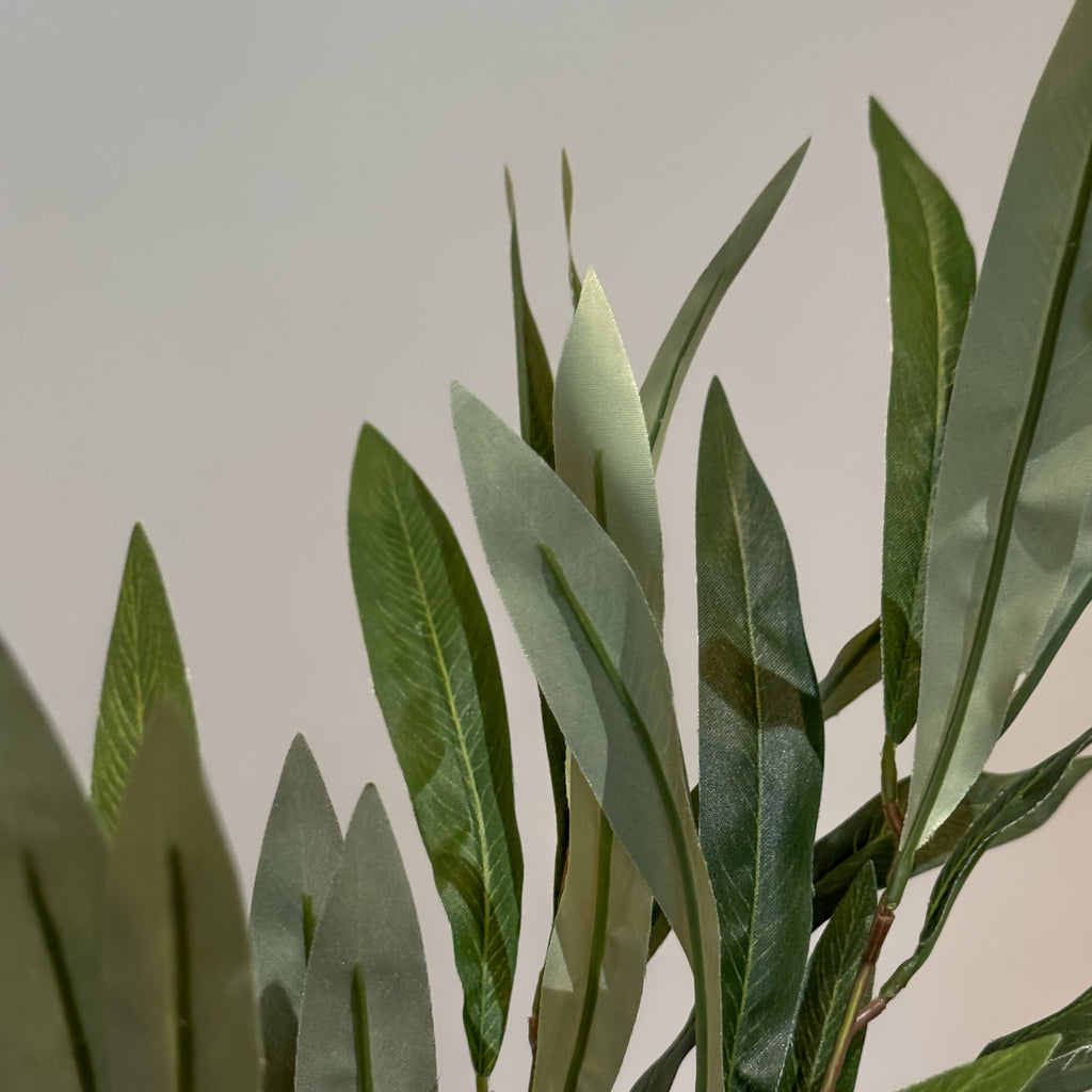HOJA OLIVO VERDE