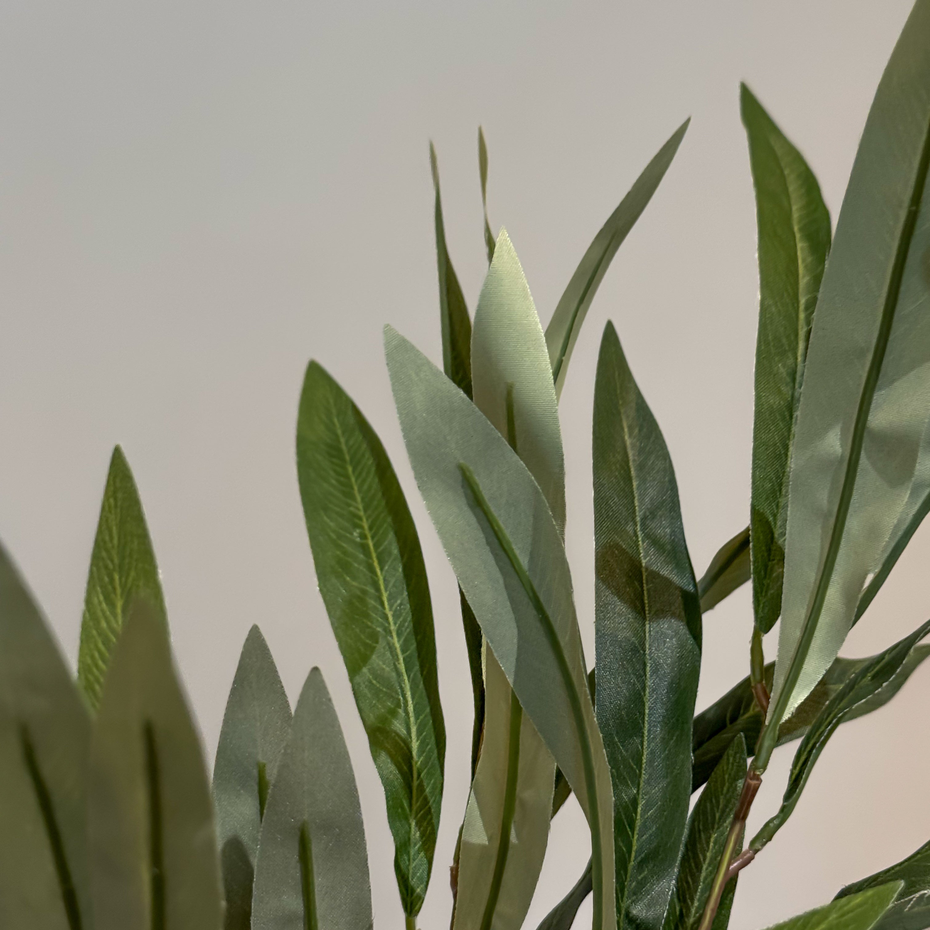 HOJA OLIVO VERDE