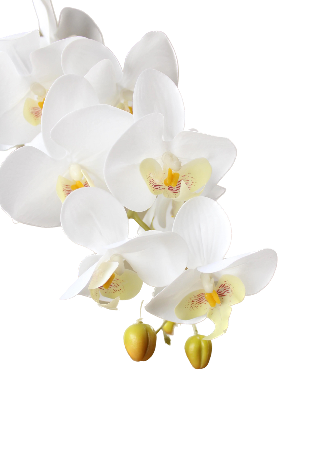 ORQUIDEA EN MACETA A60