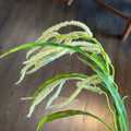 VARA DE CATTAIL CREMA