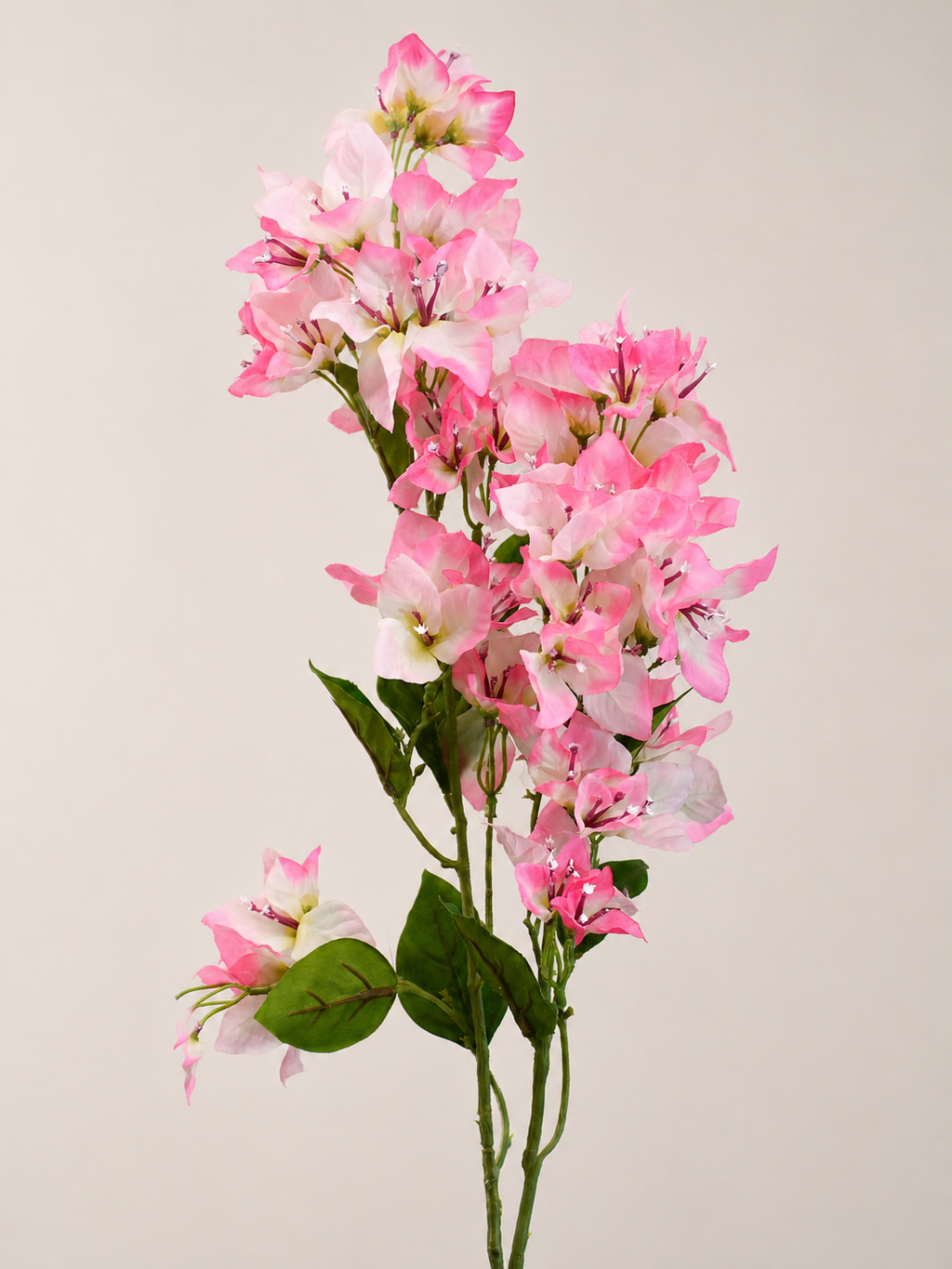 BUGANVILIA ROSA