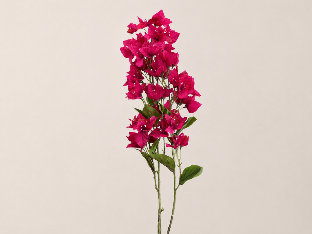 BUGANVILIA FUCSIA