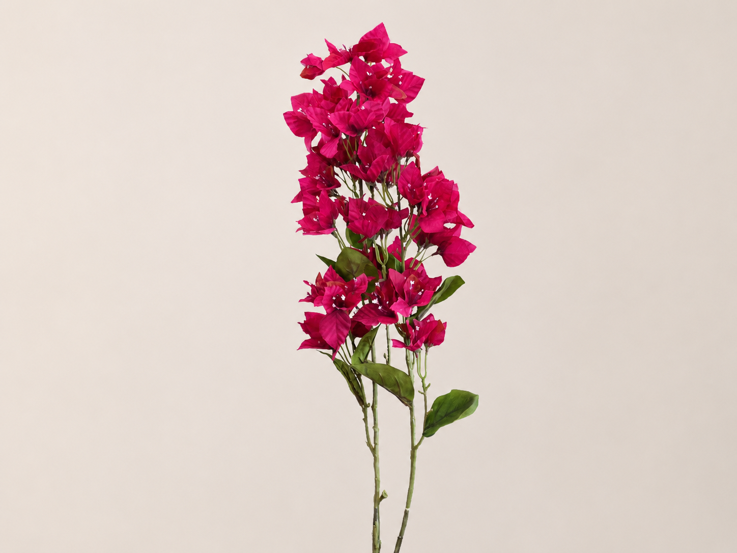 BUGANVILIA FUCSIA