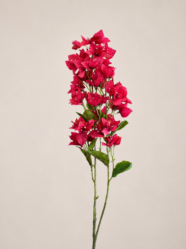 BUGANVILIA FUCSIA