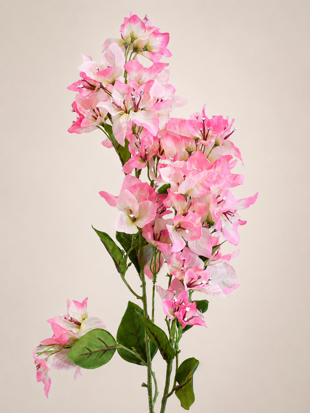 BUGANVILIA ROSA