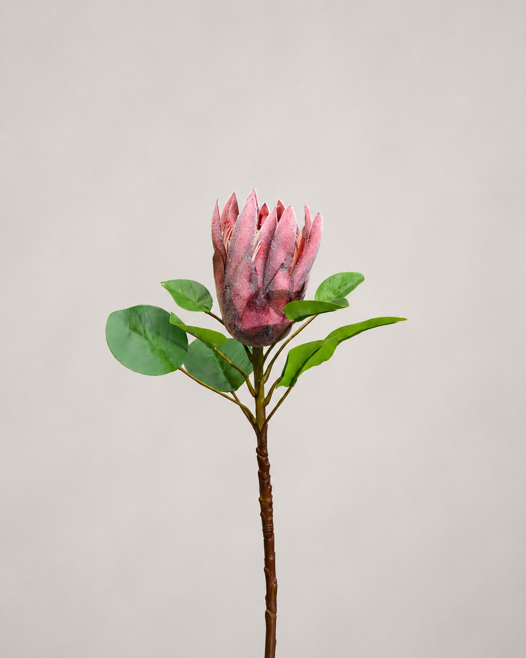 PROTEA REY ROJA