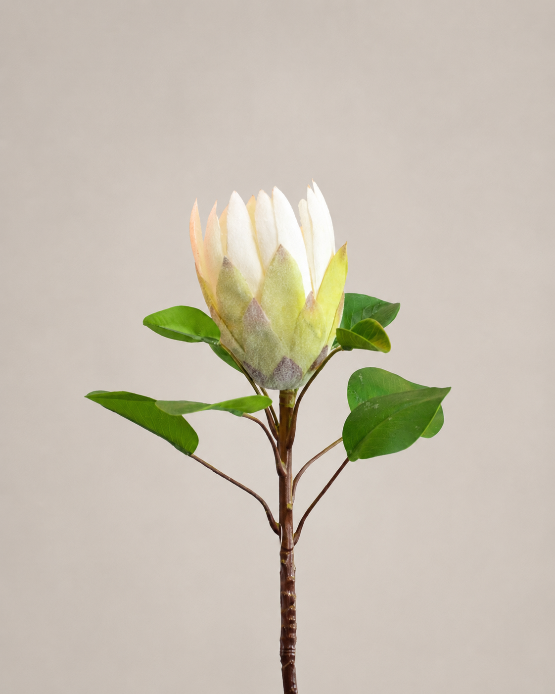 PROTEA REY BLANCA