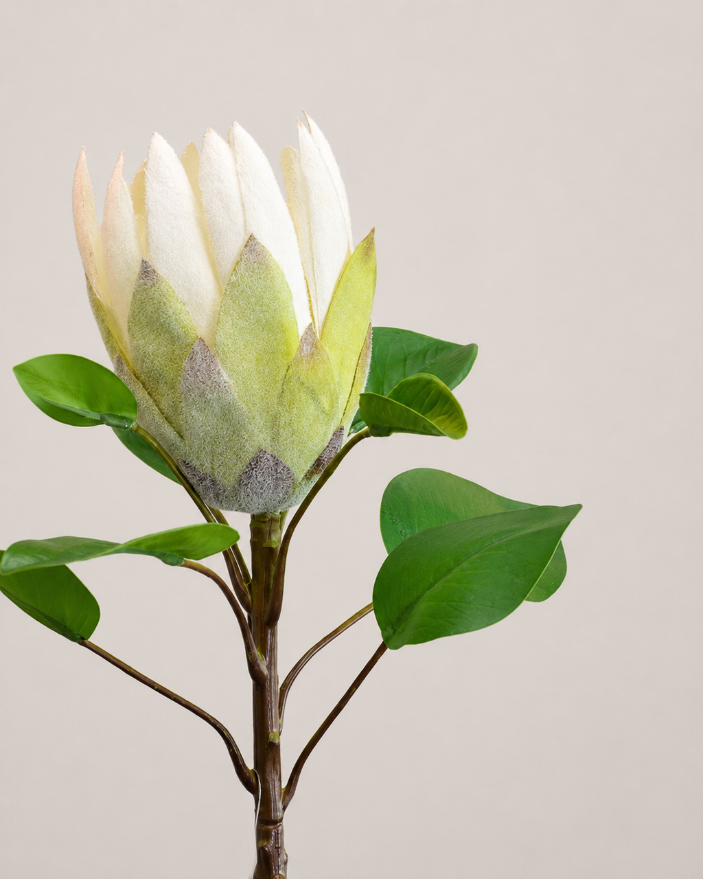 PROTEA REY BLANCA