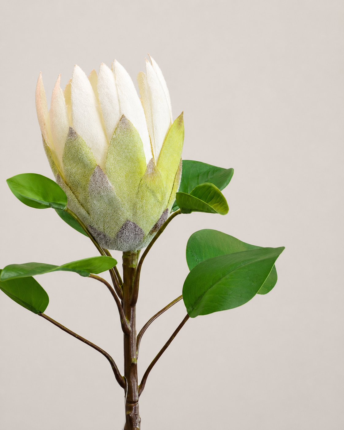 PROTEA REY BLANCA